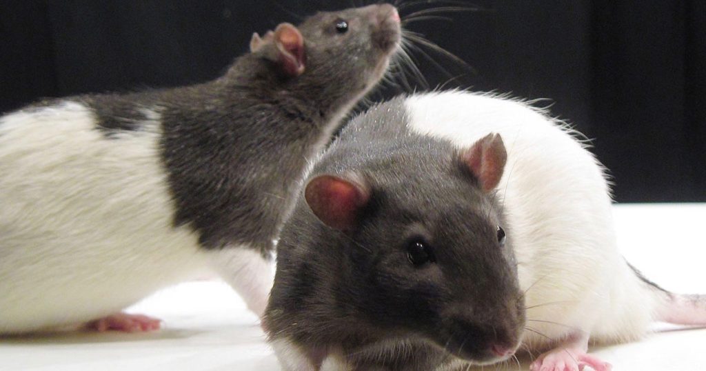 Scientists Make Male Rat Give Birth