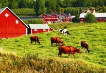 Instant Death of Cows Who Received mRNA Vaccine (2022) vaccinated-cows